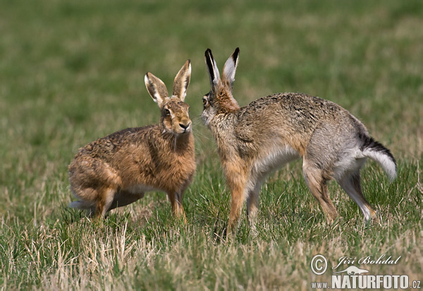 Lepus europaeus