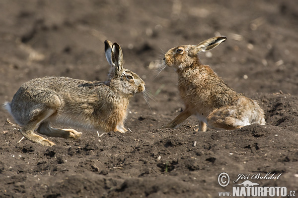 Lepus europaeus