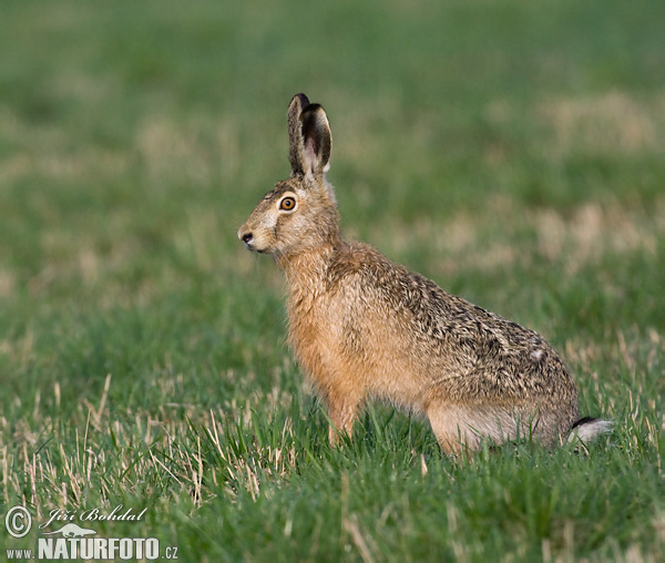 Lepus europaeus