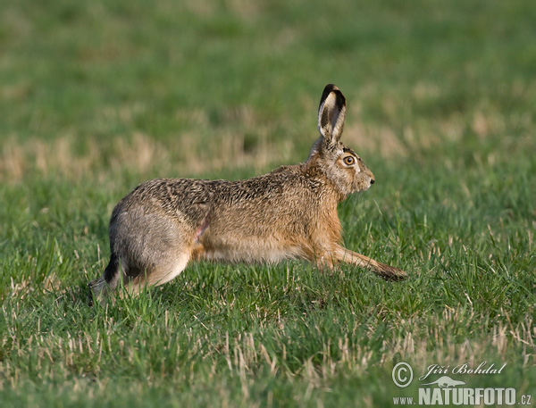 Lepus europaeus