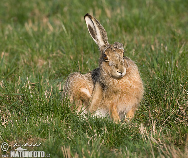 Lepus europaeus