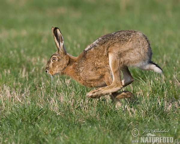 Lepus europaeus