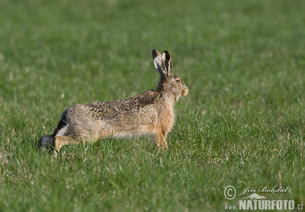 Lepus europaeus