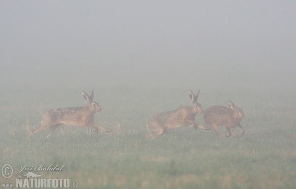 Lepus europaeus