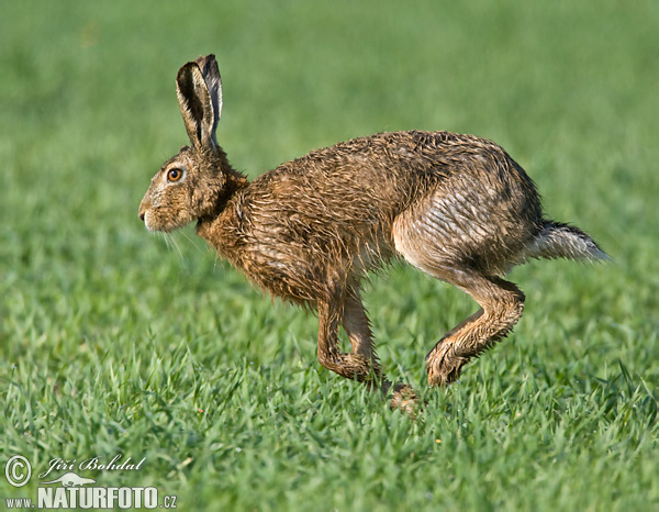 Lepus europaeus