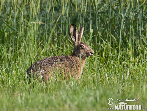 Lepus europaeus