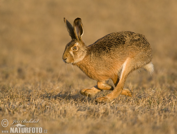 Lepus europaeus