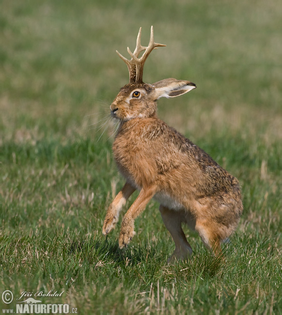 Lepus temperamentalus