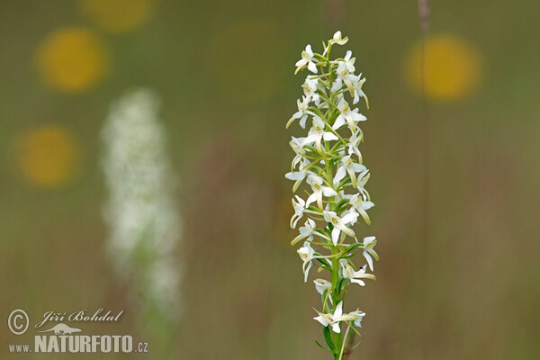 Lesser Buterfly-orchid (Platanthera bifolia)