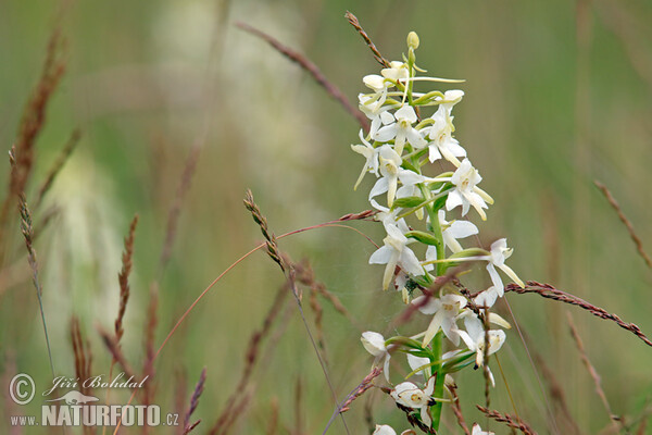 Lesser Buterfly-orchid (Platanthera bifolia)