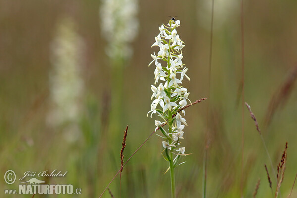 Lesser Buterfly-orchid (Platanthera bifolia)