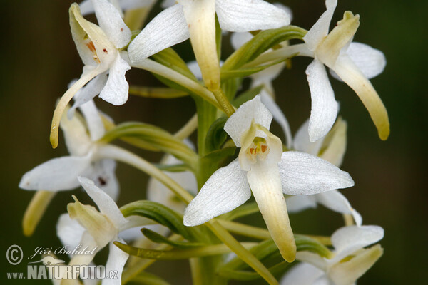 Lesser Buterfly-orchid (Platanthera bifolia)