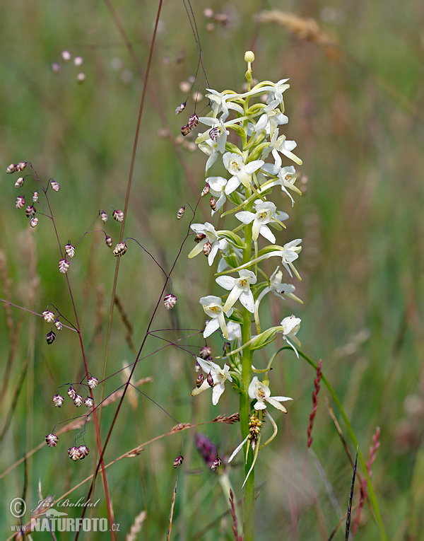 Lesser Buterfly-orchid (Platanthera bifolia)