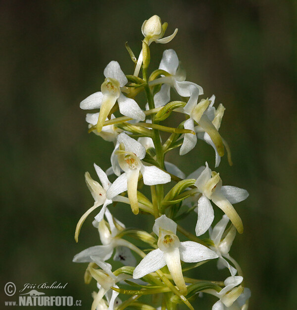 Lesser Buterfly-orchid (Platanthera bifolia)