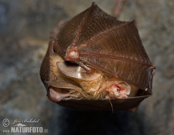 Lesser Horseshoe Bat (Rhinolophus hipposideros)