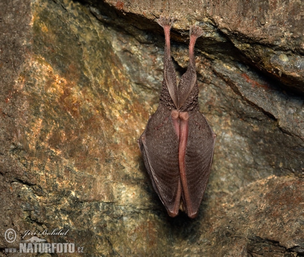 Lesser Horseshoe Bat (Rhinolophus hipposideros)