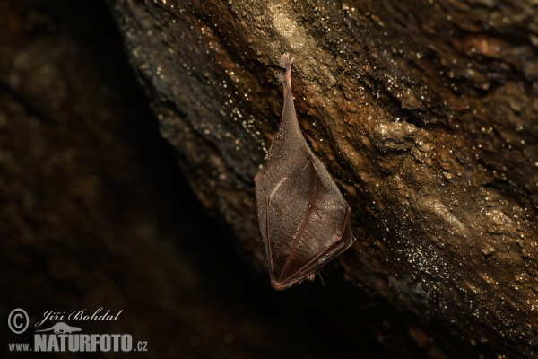 Lesser Horseshoe Bat (Rhinolophus hipposideros)