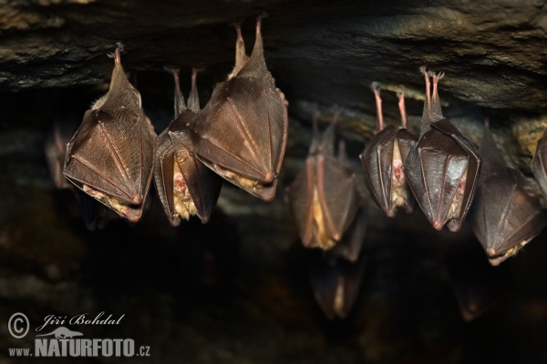 Lesser Horseshoe Bat (Rhinolophus hipposideros)