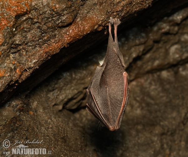 Lesser Horseshoe Bat (Rhinolophus hipposideros)