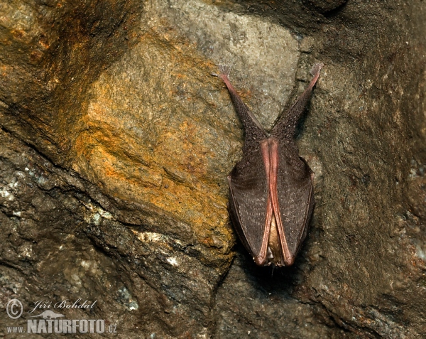 Lesser Horseshoe Bat (Rhinolophus hipposideros)