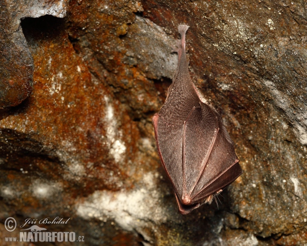 Lesser Horseshoe Bat (Rhinolophus hipposideros)