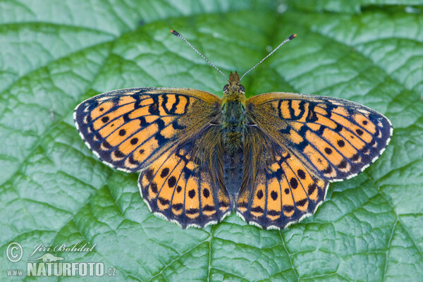 Lesser Marbled Fritillary (Brenthis ino)