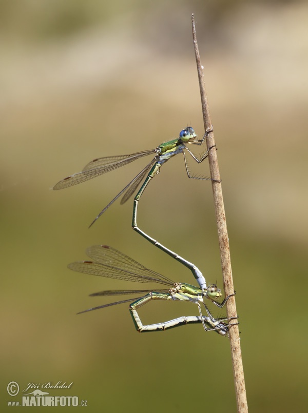 Lestes virens