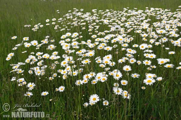 Leucanthemum vulgare