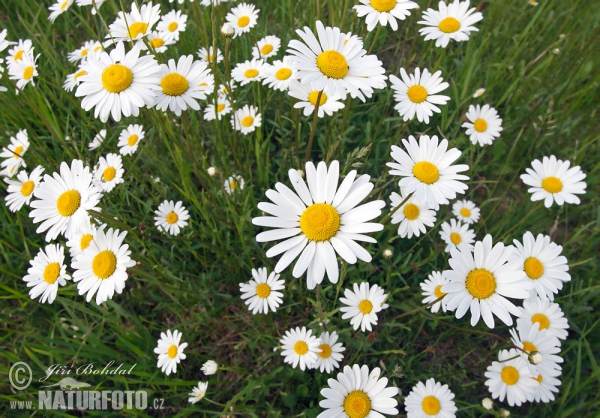 Leucanthemum vulgare