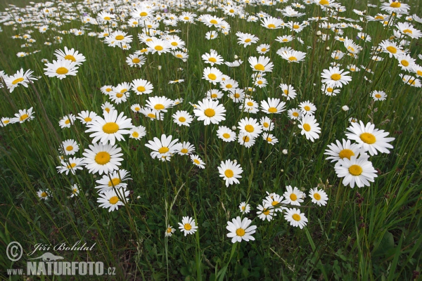 Leucanthemum vulgare