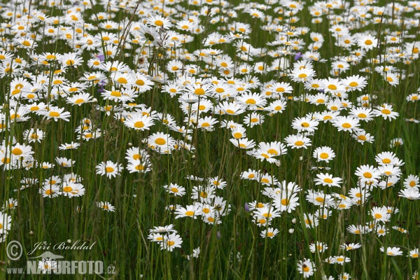 Leucanthemum vulgare