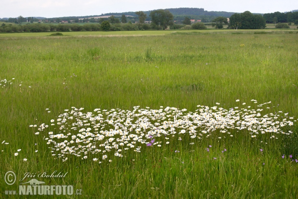 Leucanthemum vulgare