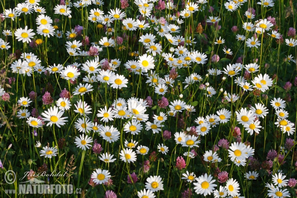 Leucanthemum vulgare