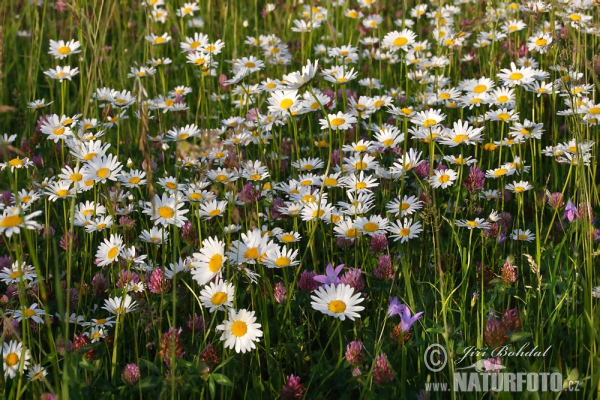 Leucanthemum vulgare