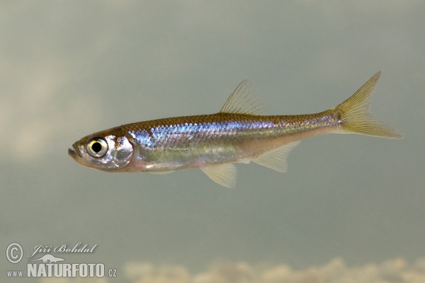 Leucaspius delineatus