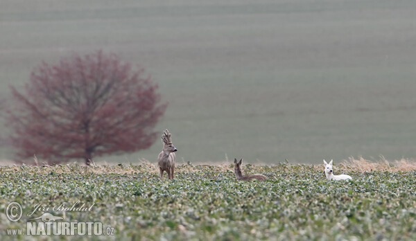 Leucistic Doe (Capreolus capreolus)