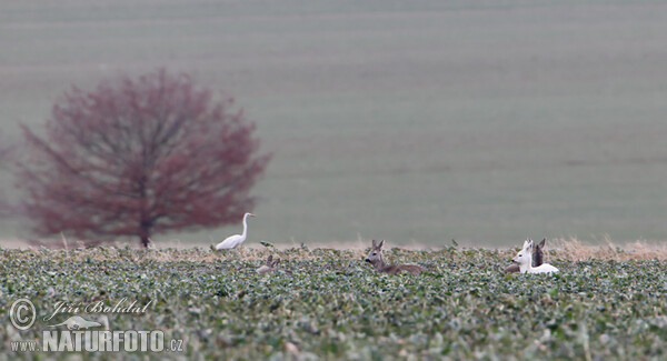 Leucistic Doe (Capreolus capreolus)