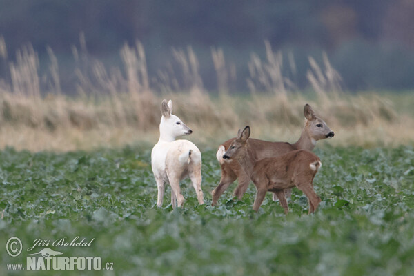 Leucistic Doe (Capreolus capreolus)