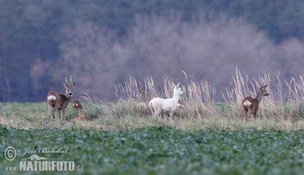 Leucistic Doe (Capreolus capreolus)