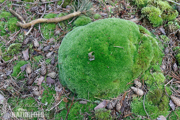 Leucobryum glaucum