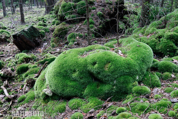 Leucobryum glaucum