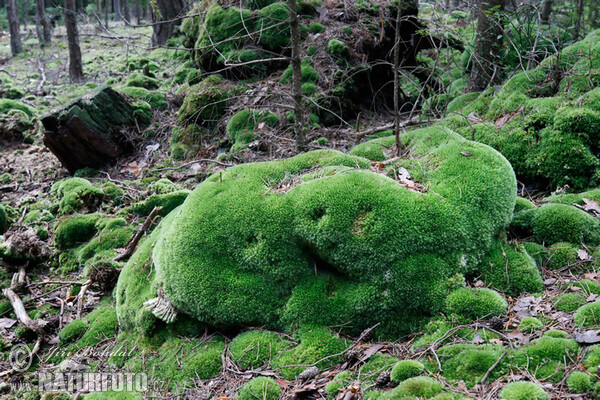 Leucobryum glaucum