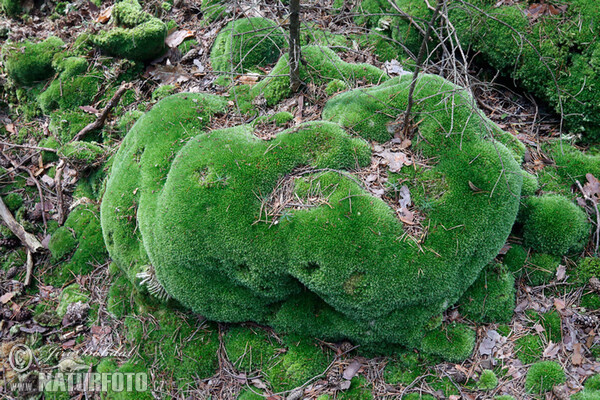 Leucobryum glaucum