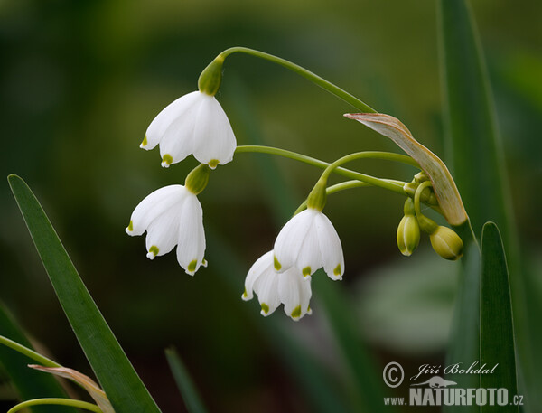 Leucojum aestivum