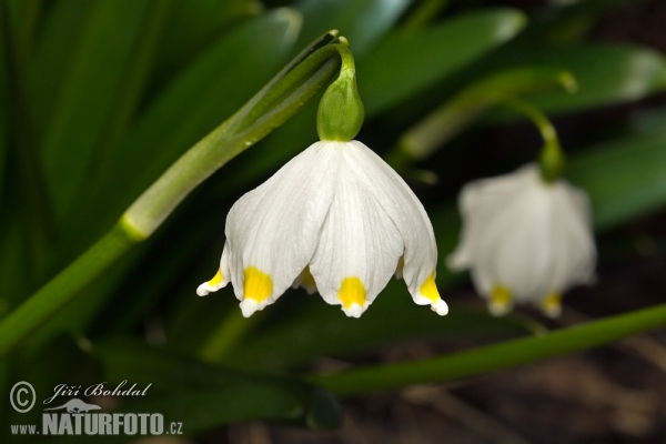 Leucojum vernum