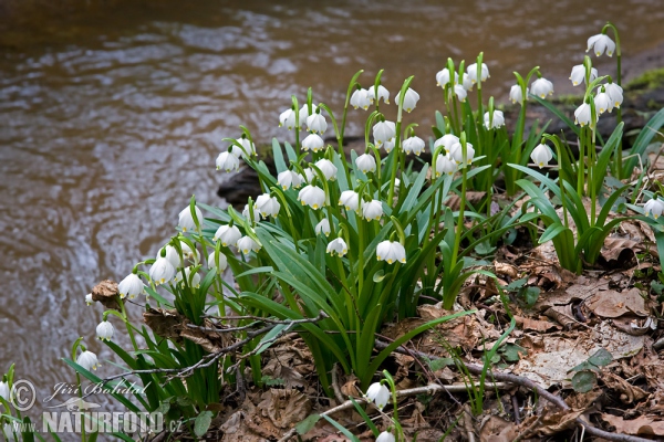 Leucojum vernum