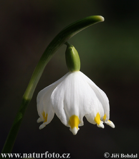 Leucojum vernum