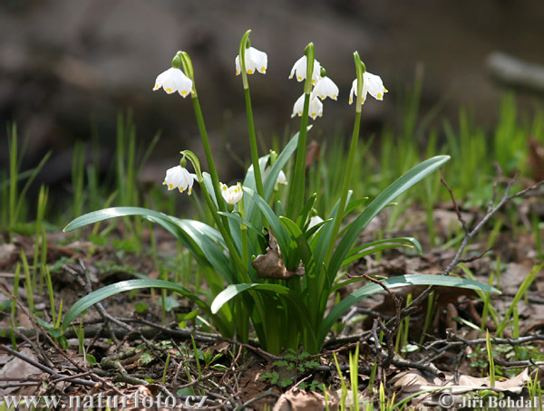 Leucojum vernum