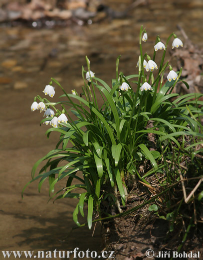 Leucojum vernum