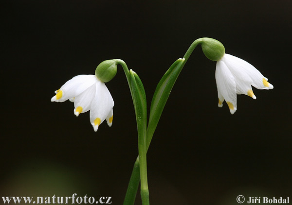 Leucojum vernum